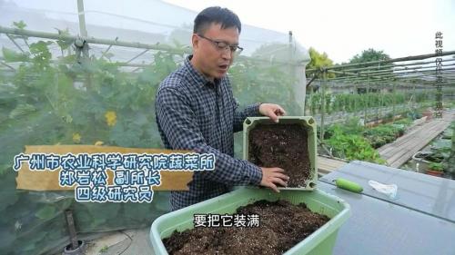 种植节瓜怎样打枝,节瓜怎么种