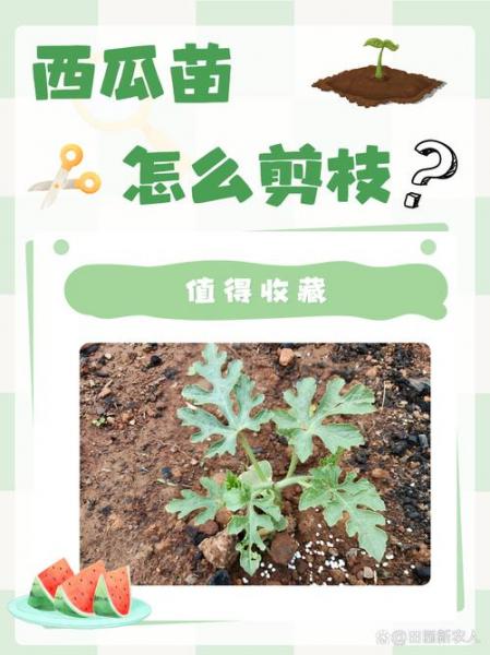 种植节瓜怎样打枝，节瓜怎么种