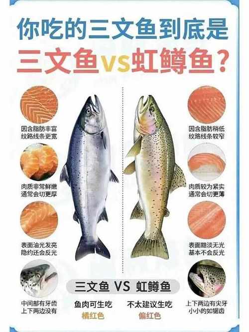 三文鱼虹鳟鱼口感区别,三文鱼 虹鳟 口感