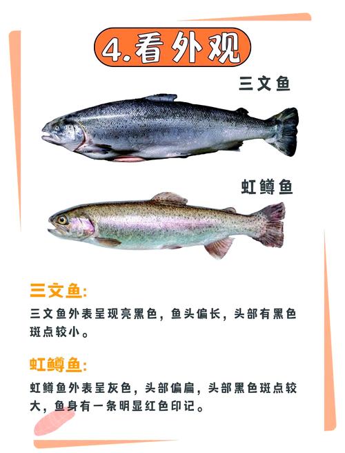 三文鱼虹鳟鱼口感区别,三文鱼 虹鳟 口感