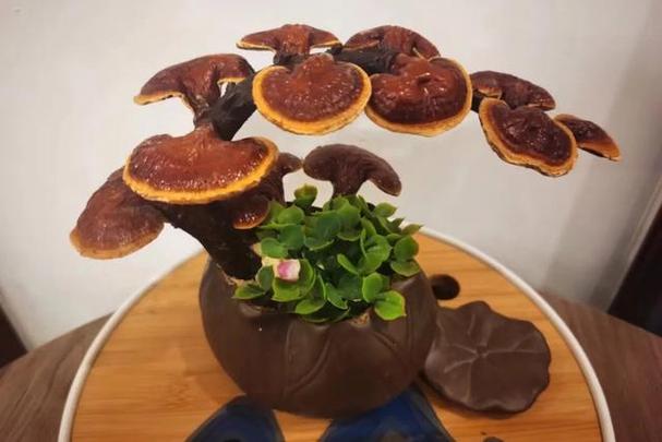 室内怎样种植灵芝,灵芝盆栽放家里咋养