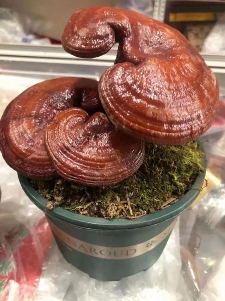 室内怎样种植灵芝,灵芝盆栽放家里咋养