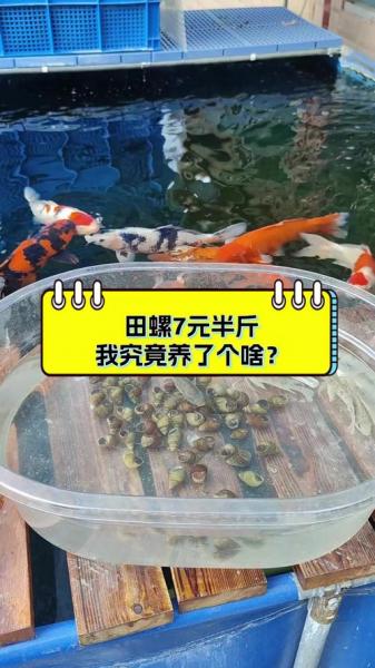 螺蛳养殖方法，螺蛳要怎么养才能活得长