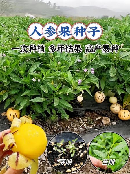 人参果如何种植,人参果如何种植盆栽?
