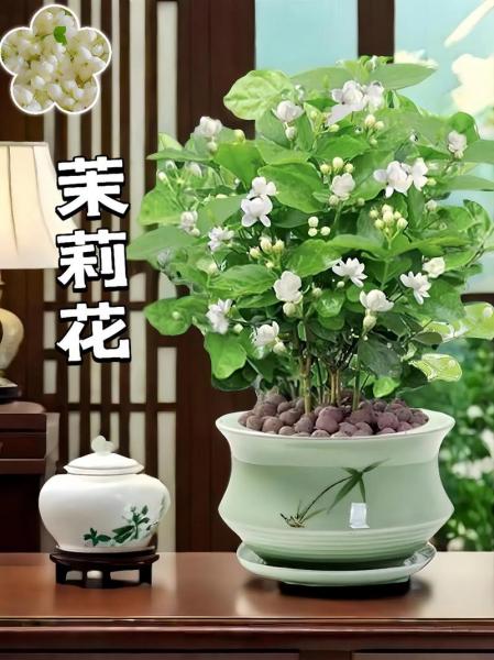 茉莉花室内养殖方法，茉莉花室内养殖方法视频