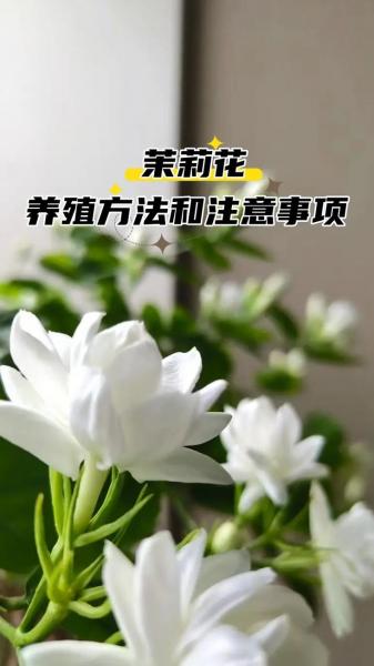 茉莉花室内养殖方法,茉莉花室内养殖方法视频