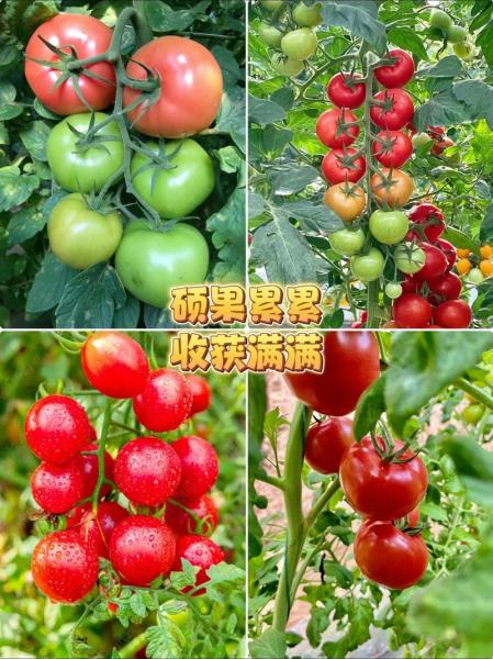 西红柿种植用什么肥料最好,种西红柿需要什么肥料好?