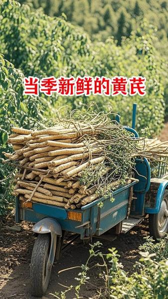 黄芪怎么种植种植技术?黄芪药材怎么种植?