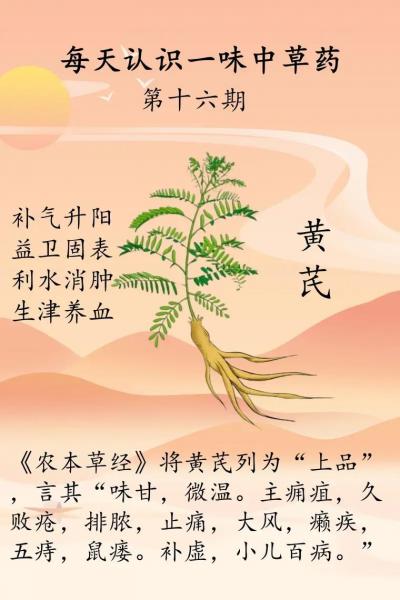 黄芪怎么种植种植技术?黄芪药材怎么种植?