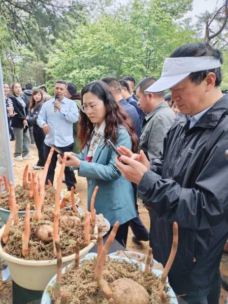 天麻最佳种植时间,天麻种植时间和技术?