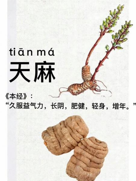 天麻最佳种植时间,天麻种植时间和技术?