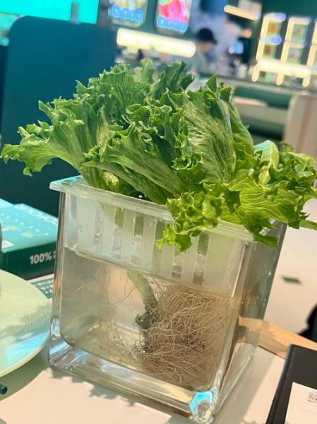 水培菜种植方法,水培菜种植方法有哪些?