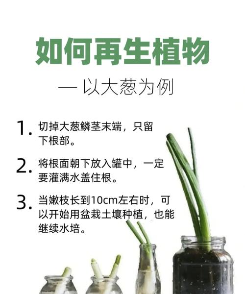 水培菜种植方法,水培菜种植方法有哪些?