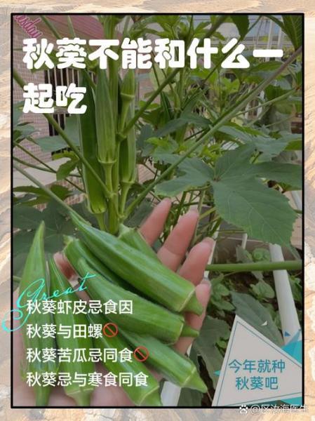秋葵不能和什么一起种植？秋葵不能和什么在一起吃?？