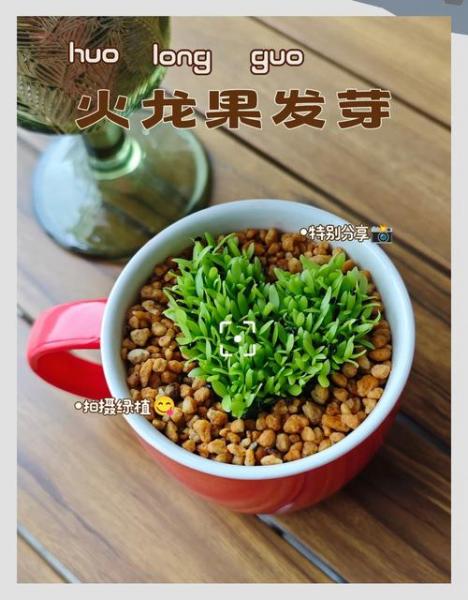 火龙果种子怎么种植盆栽步骤，火龙果种子怎么种植方法