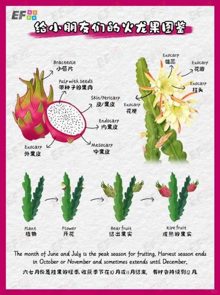 火龙果种子怎么种植盆栽步骤,火龙果种子怎么种植方法