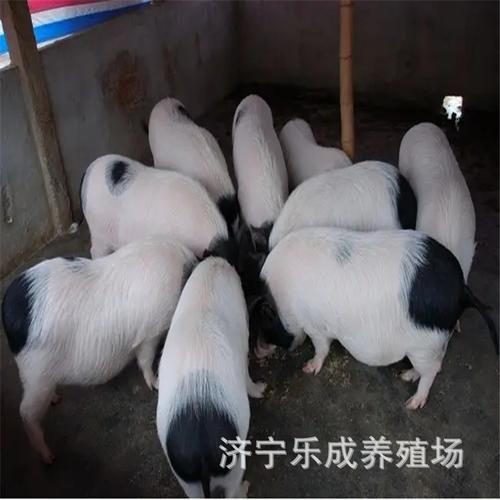 苏太猪肉质怎么样,苏太猪肉在苏州的专卖店明细?