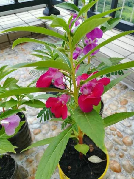 养殖方法,凤仙花盆栽养殖方法?