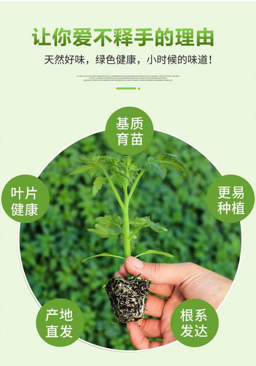 圣女果种子种植方法?圣女果苗的种植全过程?