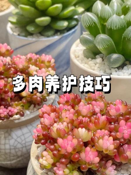 多肉的种植方法以及注意事项?多肉的种植方法以及注意事项有哪些?