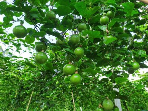 百香果是什么样的?百香果是什么样的植物?