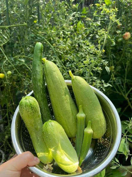 丝瓜的种植时间和方法?丝瓜的种植时间和方法和管理?
