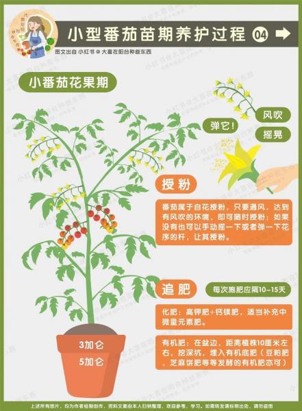 番茄的种植方法和时间和生育周期？番茄的种植方法和时间和生育周期视频？