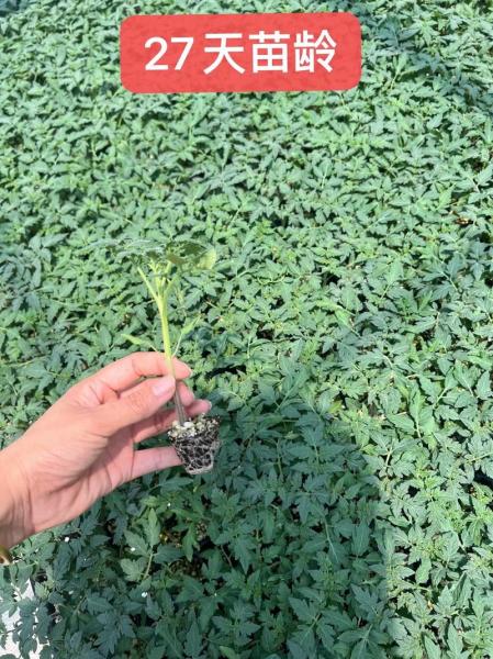 番茄的种植方法和时间和生育周期?番茄的种植方法和时间和生育周期视频?