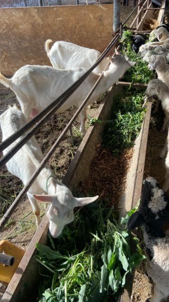 奶山羊养殖利润如何,养殖奶山羊的利润明细?