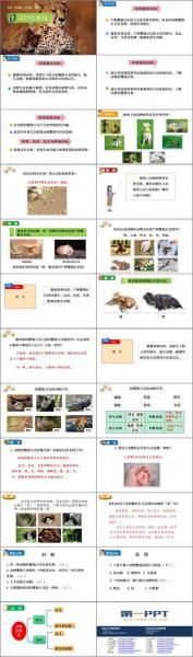 动物是怎么繁殖,动物是怎样繁殖的它的过程?