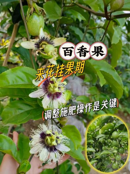 百香果的种植方法和技术,百香果种植方法和管理