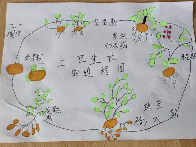 土豆种植方法和收获时间?土豆最佳的种植方法土豆栽培技术?