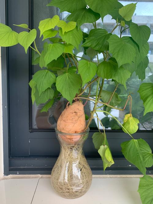 土豆种植方法和收获时间?土豆最佳的种植方法土豆栽培技术?