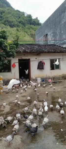 养鸽子市场前景怎么样,现在养鸽子的前景怎么样