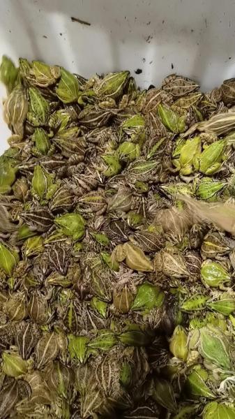 养殖青蛙利润有多少