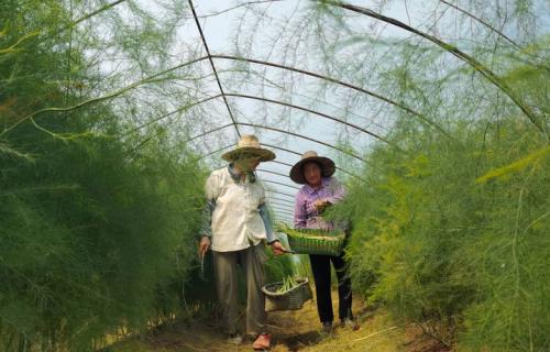 芦笋怎么种植?芦笋怎么种植技术视频?