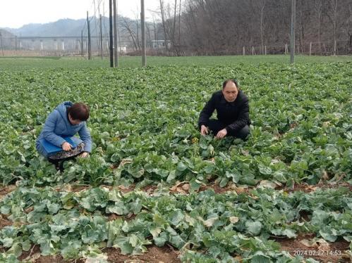 农村种植什么可以致富,农村种植什么有前途