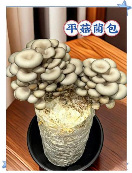 怎么种植蘑菇?怎么种植蘑菇??