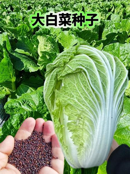 白菜籽怎么种?白菜籽怎么种才能尽快发芽?