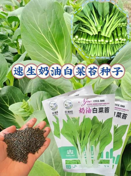 白菜籽怎么种?白菜籽怎么种才能尽快发芽?