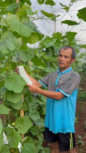 丝瓜露天种植时间和方法,农广天地露天丝瓜种植视频