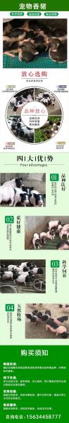 香猪养殖最佳地方?香猪养殖有钱赚吗?