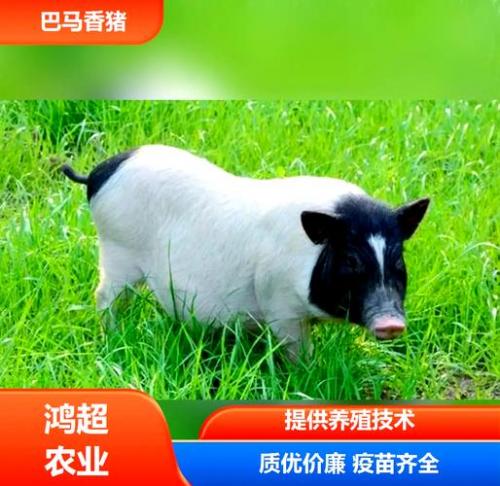 香猪养殖最佳地方?香猪养殖有钱赚吗?