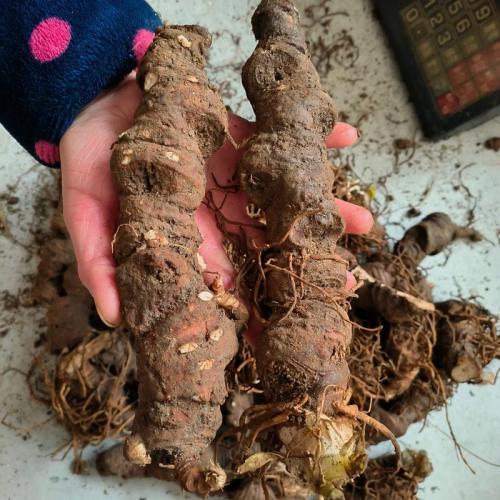 重楼用什么样的土种植，重楼种植施什么肥料好