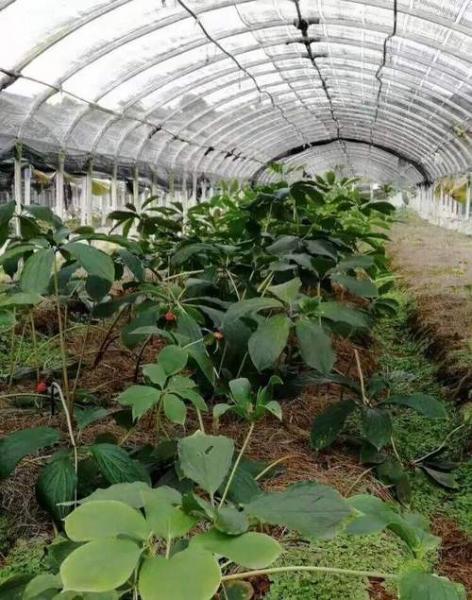重楼用什么样的土种植,重楼种植施什么肥料好