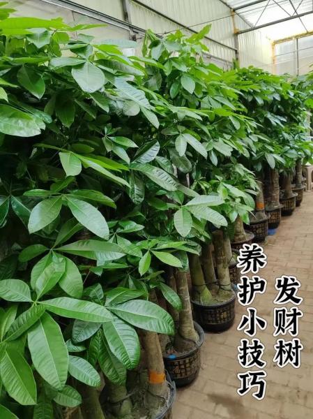 发财树的养殖方法和注意事项室内养,发财树养殖小妙招