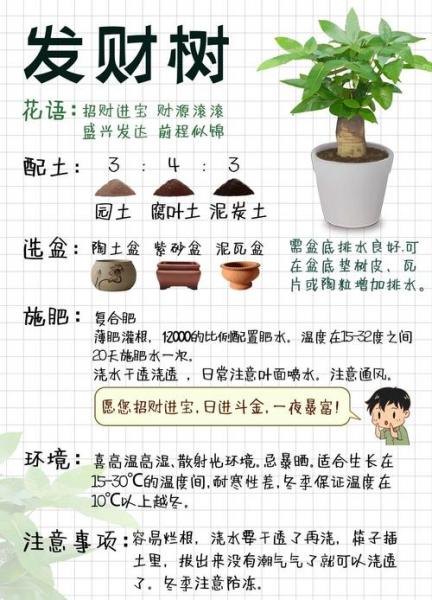 发财树的养殖方法和注意事项室内养,发财树养殖小妙招