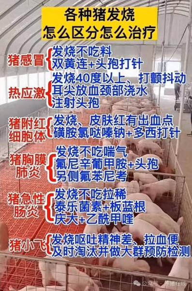 猪发烧自己会好吗,猪发烧会不会死亡