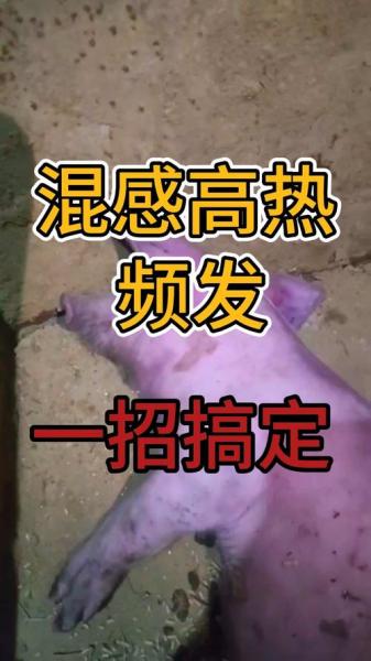 猪发烧自己会好吗,猪发烧会不会死亡