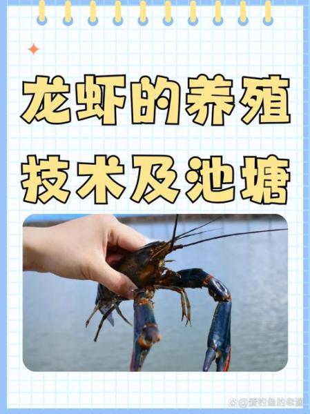 200只小龙虾如何养殖才能活？小龙虾100只？